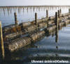 Ceduna - Baskets of oysters